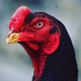 Telegram profile photo for QUQON XUROZLAR