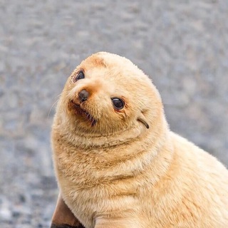 Telegram profile photo for как выглядят животные