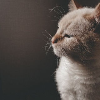 Telegram profile photo for Мистер Кот 😇 и La Princesse Choco 😈