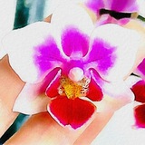 Telegram profile photo for Tsairina plants