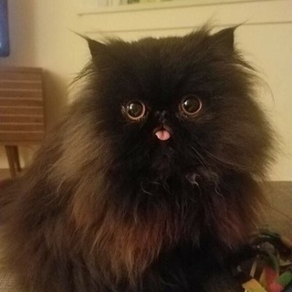 Telegram profile photo for prexite