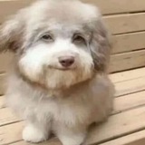 Telegram profile photo for UpsieSlen's Archive