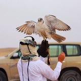 Telegram profile photo for حُب و قصيد .