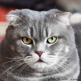 Telegram profile photo for Funny Cats
