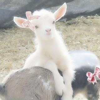 Telegram profile photo for Ꮧинᴀ ϶ᴛᴏ ᴛы чᴛᴏᴧе?