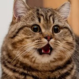 Telegram profile photo for Бобр