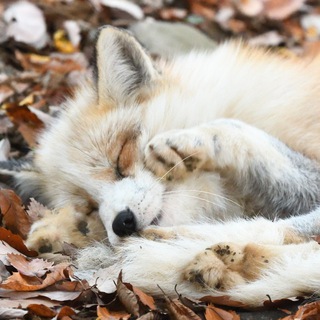 Telegram profile photo for архив-лисики🦊