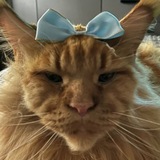 Telegram profile photo for w/o