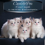 Telegram profile photo for Питомник Рэгдоллов CareForPets*ru