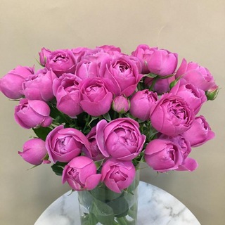 Telegram profile photo for Цветы в Геленджике