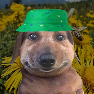 Telegram profile photo for Bee with dog
