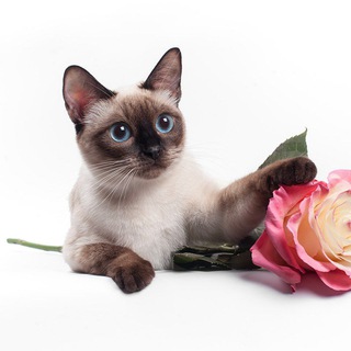 Telegram profile photo for Купить тайского котенка