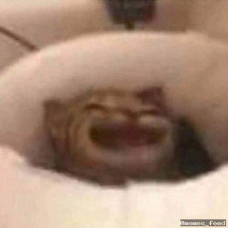 Telegram profile photo for Memes Feed