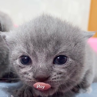 Telegram profile photo for серые и бедные: коварные подушечки