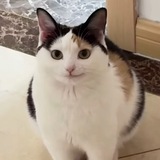 Telegram profile photo for Shiny Ruby