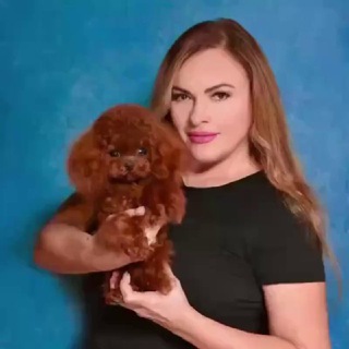 Telegram profile photo for Той Пудель/ Мальтипу