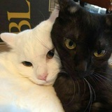 Telegram profile photo for اسم چنل رو گوربه خورد!