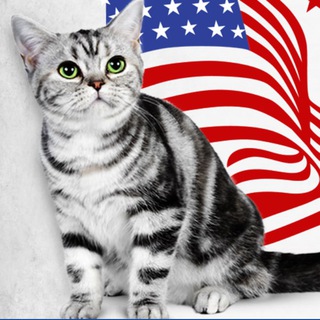 Telegram profile photo for Американская короткошерстная кошка