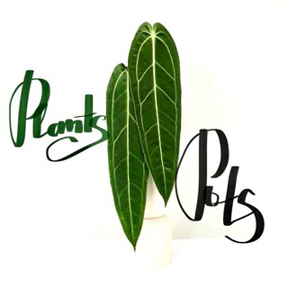 Telegram profile photo for Plants&Pots
