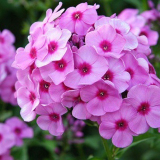 Telegram profile photo for 🌸🌸TABRIKLARIM LOYIHASI 🌸🌸NO 1