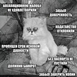 Telegram profile photo for АдваКот