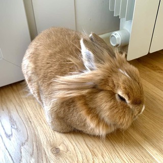 Telegram profile photo for Animols | shitposting.io