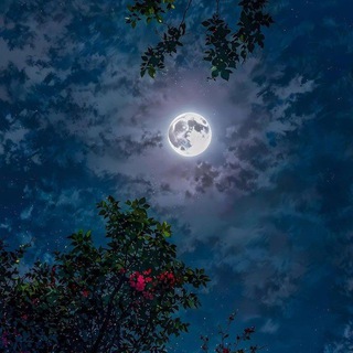 Telegram profile photo for شعر فصيح