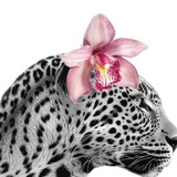 Telegram profile photo for 12345678