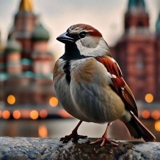 Telegram profile photo for Воробушки - Новости МСК