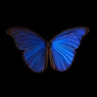 Telegram profile photo for ‹آﺑﻳ🦋🩵 ›