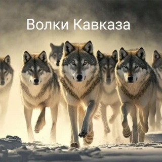 Telegram profile photo for Волки Кавказа