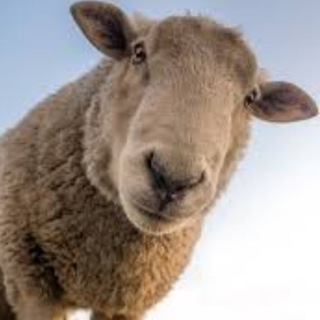 Telegram profile photo for ᴋᴀʀɢᴀʜ ʙᴜʟʟsʜɪᴛ