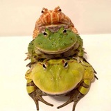 Telegram profile photo for Жабакараван ў сераду — мемы і пагоня за квакам🐸