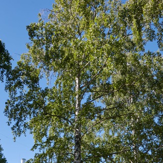 Telegram profile photo for Зелёные насаждения Ульяновска 🌿