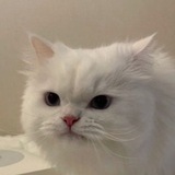 Telegram profile photo for RULES ZOOUCHII