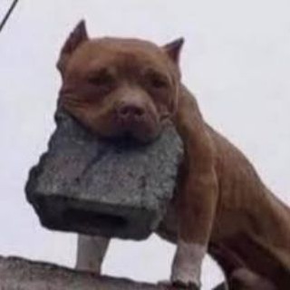Telegram profile photo for Pitbullkkkkkkkk