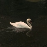 Telegram profile photo for 𝘚𝘸𝘢𝘮🦢