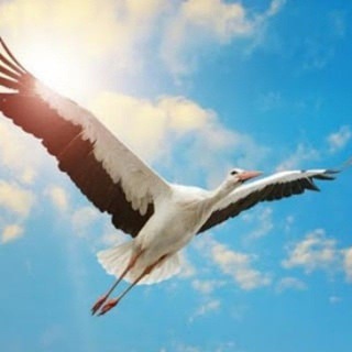 Telegram profile photo for Открытое лицо Беларусь 🇧🇾