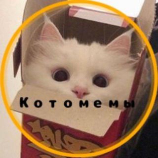 Telegram profile photo for Котомемы