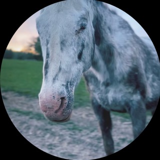 Telegram profile photo for $CHEYENNE Portal