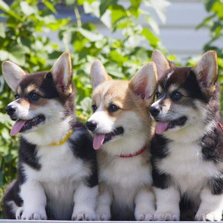 Telegram profile photo for Dakotta_Clab_Kennel
