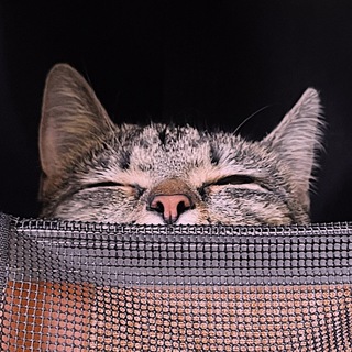 Telegram profile photo for даша путешественница