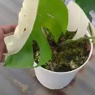 Telegram group profile photo for Plant Parents