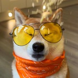 Telegram profile photo for Shibes