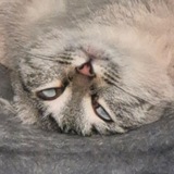 Telegram profile photo for Крис_тос воскрес второй раз
