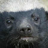 Telegram profile photo for Вишнёвый медоед