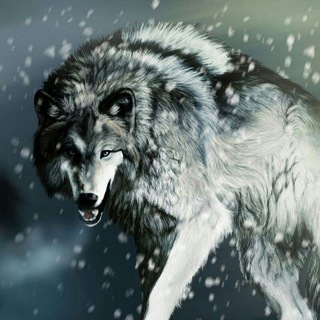 Telegram profile photo for اکیپ آلفا