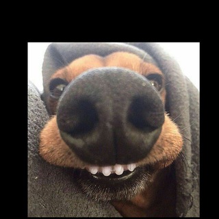 Telegram profile photo for Anoptional theories