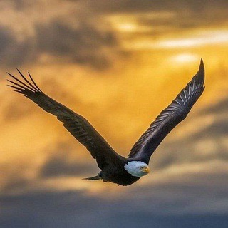 Telegram profile photo for ابوذروهاب غزلگردی