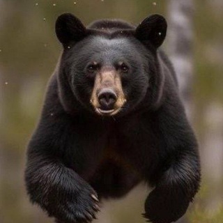 Telegram profile photo for Н.О.С.О.Т.Р.И.К.